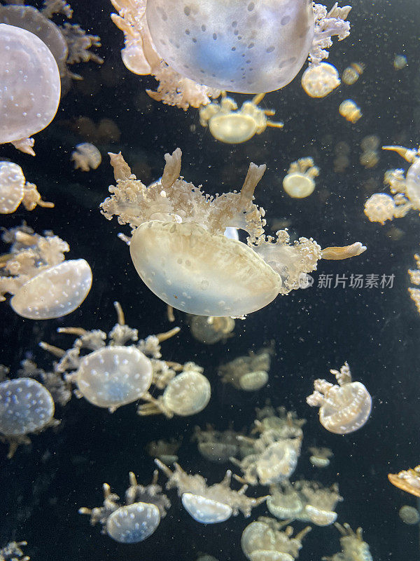 斑点泻湖水母(Mastigias papua)的全画幅图像，倒挂在水中，海洋水族馆，咸水箱，黑色背景，重点在前景